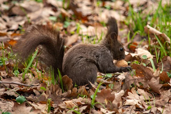 Rotes Eichhörnchen Park — Stockfoto