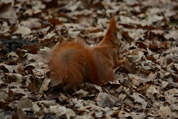 Rode Eekhoorn Het Park — Stockfoto