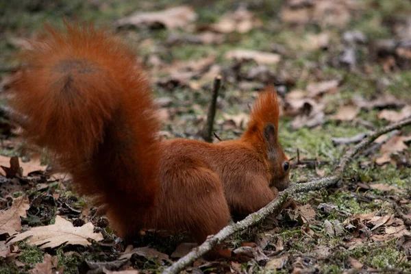 Ardilla Roja Parque — Foto de Stock