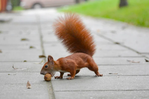 Rode Eekhoorn Het Park — Stockfoto