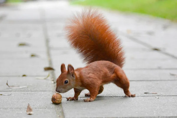 Scoiattolo Rosso Nel Parco — Foto Stock