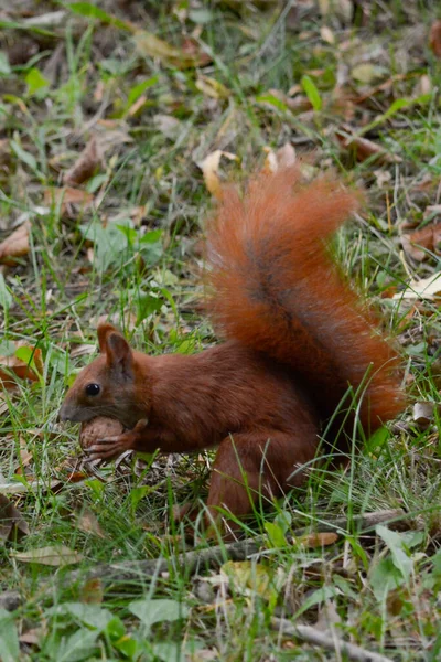 Rotes Eichhörnchen Park — Stockfoto