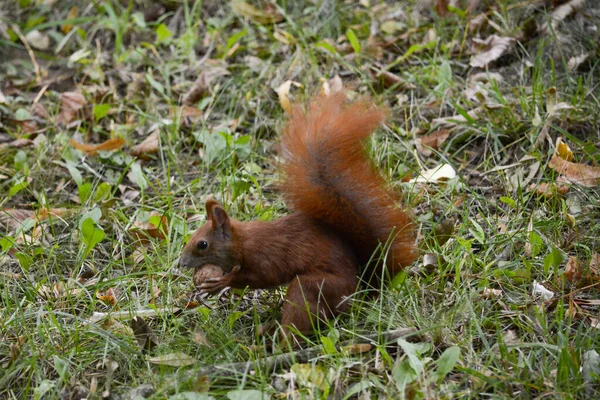 Esquilo Vermelho Parque — Fotografia de Stock