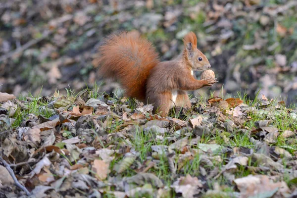 Red Squirrel Park — Stock Photo, Image