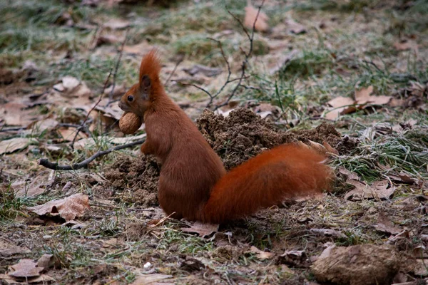 Écureuil Roux Dans Parc — Photo