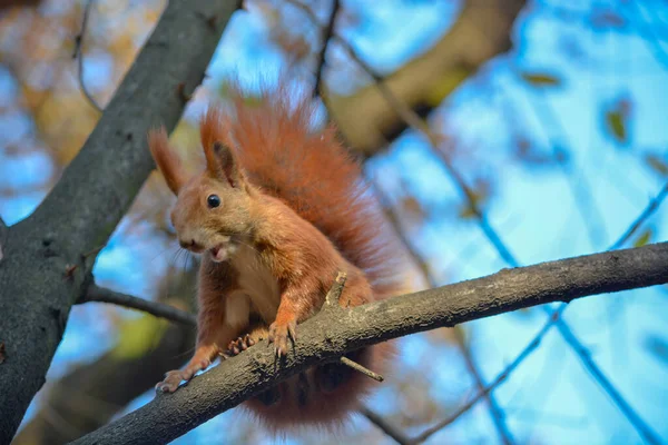 Écureuil Roux Dans Parc — Photo