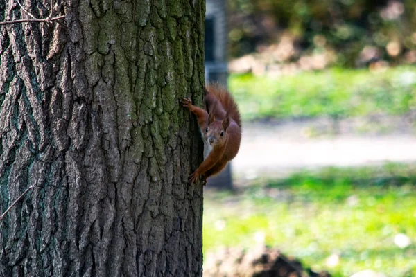 Röd Ekorre Parken — Stockfoto