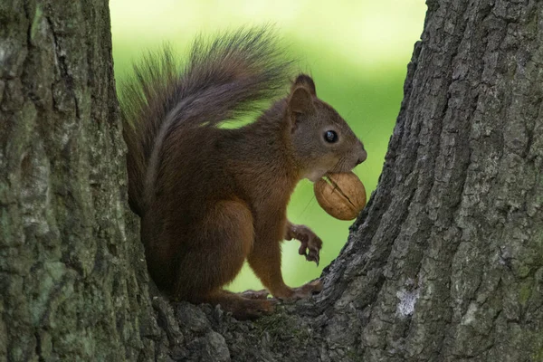 Röd Ekorre Parken — Stockfoto