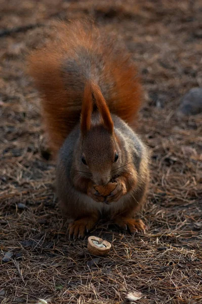 Scoiattolo Rosso Nel Parco — Foto Stock