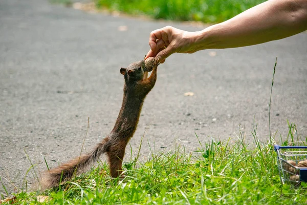 Red Squirrel Park — Stock Photo, Image