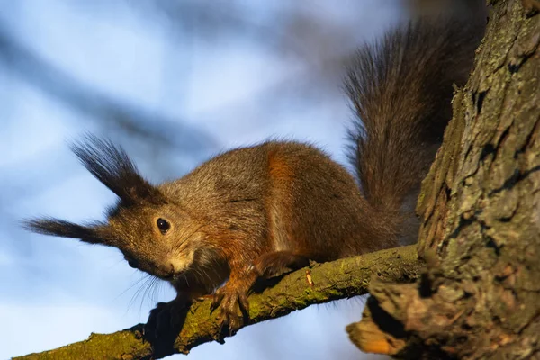 Scoiattolo Rosso Nel Parco — Foto Stock