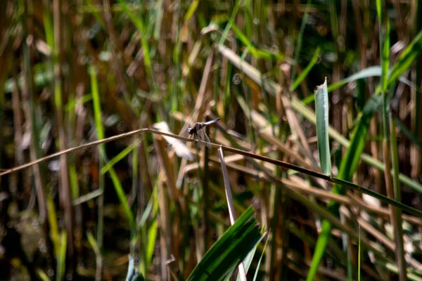 Dragonfly Clearing Full Flowers — Fotografia de Stock