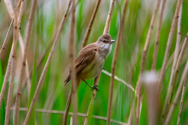 Junco Juncos Junto Lago — Fotografia de Stock