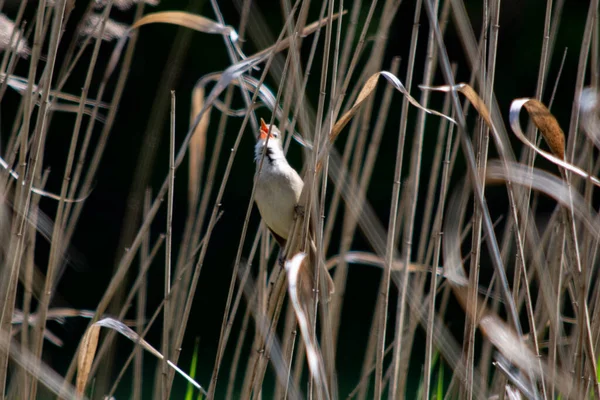 Junco Juncos Junto Lago — Fotografia de Stock