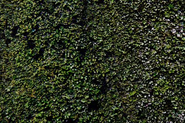 Doğa masaüstü arkaplan renkli bitkiler