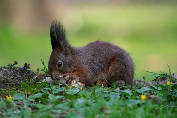 绿草地上的灰松鼠 — 图库照片