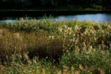 Nehir ormandan akıyor.