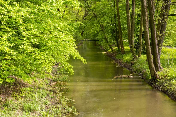 Fluss Fließt Durch Den Wald — Stockfoto