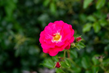 Bahçe bahçesinden bahçe çiçekleri