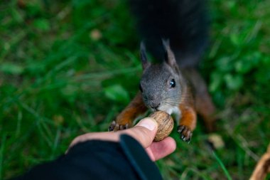 Parktaki kırmızı sincap.