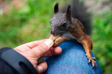 Parktaki kırmızı sincap.
