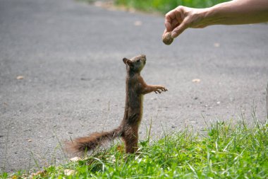 Parktaki kırmızı sincap.