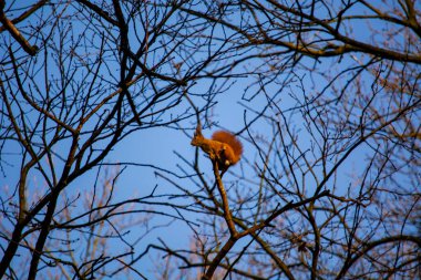 Parktaki kırmızı sincap.