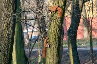 Parktaki kırmızı sincap.