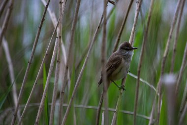 Sazlık kuş sazlığa oturur.