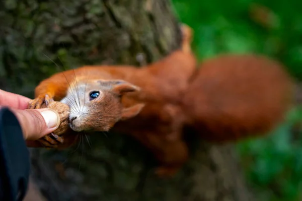Esquilo Vermelho Parque — Fotografia de Stock