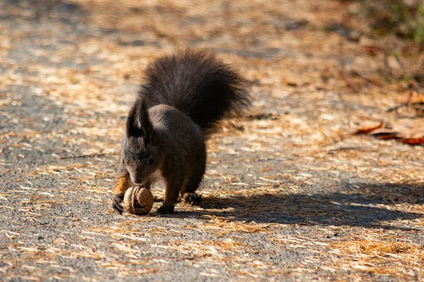 Scoiattolo Rosso Nel Parco — Foto Stock