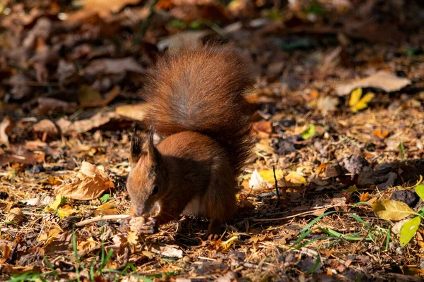 Écureuil Roux Dans Parc — Photo