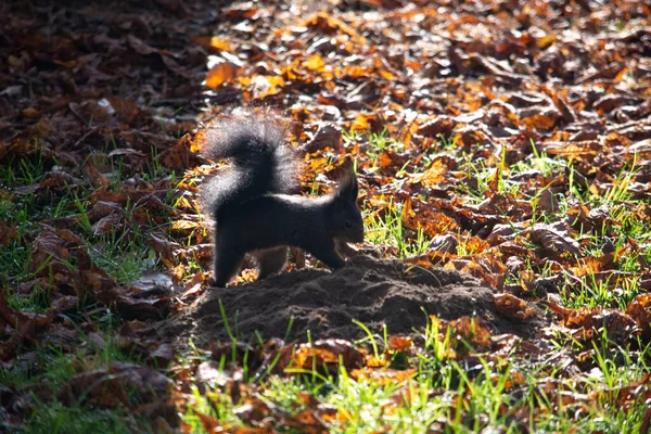 Rødt Ekorn Parken – stockfoto