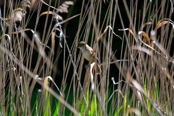 リード鳥は葦の上に座り — ストック写真