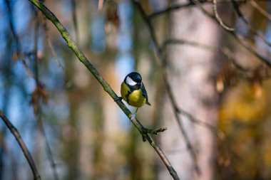 Baştankara bir dalda oturur
