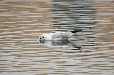 Kara kafalı martı göletin üzerinde uçuyor.