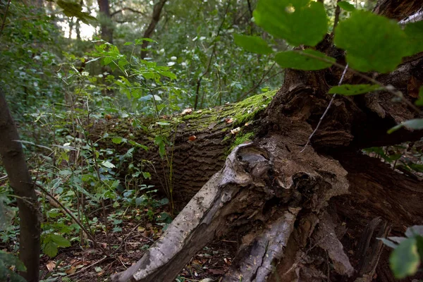 Umgestürzte Bäume Wald — Stockfoto