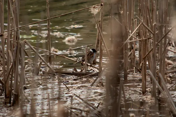 Burung Rahib Berenang Danau — Stok Foto