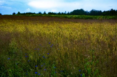 Güneşli bir günde tahıl tarlası