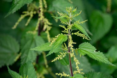 Ormanın ortasında ısırgan otu