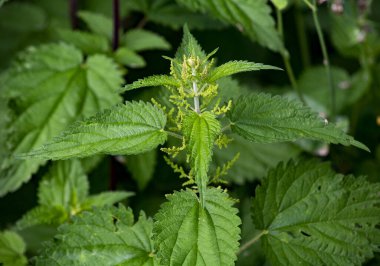 Ormanın ortasında ısırgan otu