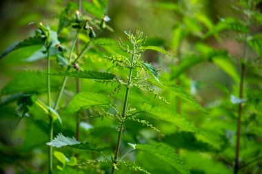 Ormanın ortasında ısırgan otu