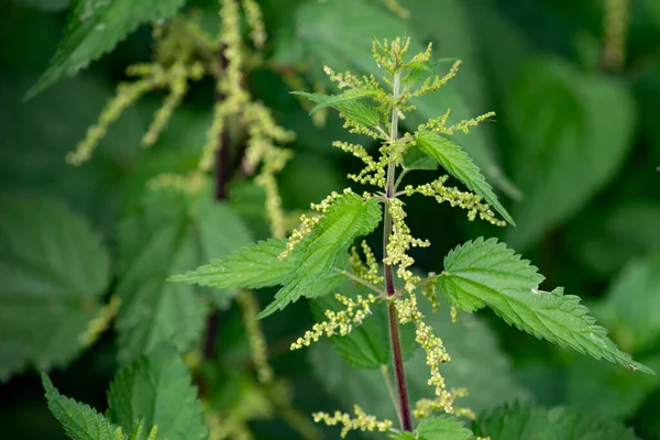 Ormanın ortasında ısırgan otu