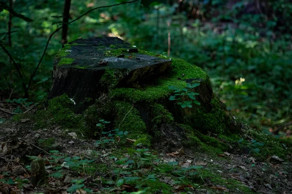 Tree Trunk Woodland Forest Nature — стоковое фото