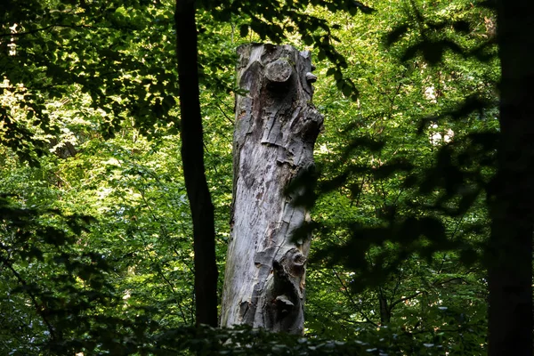 Tree Trunk Woodland Forest Nature — Stock Photo, Image