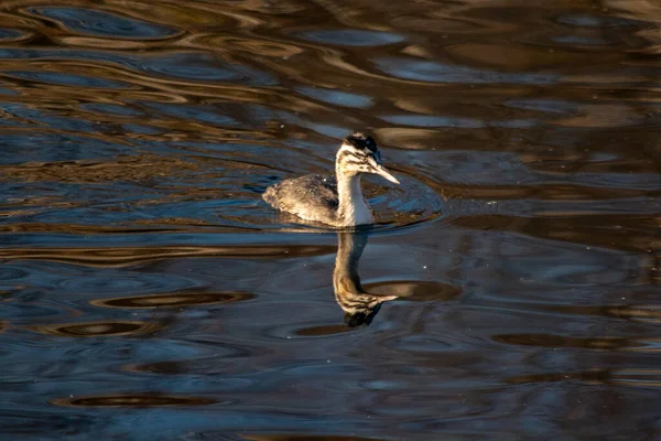 Great Crested Grebe Swimming Lake — стоковое фото