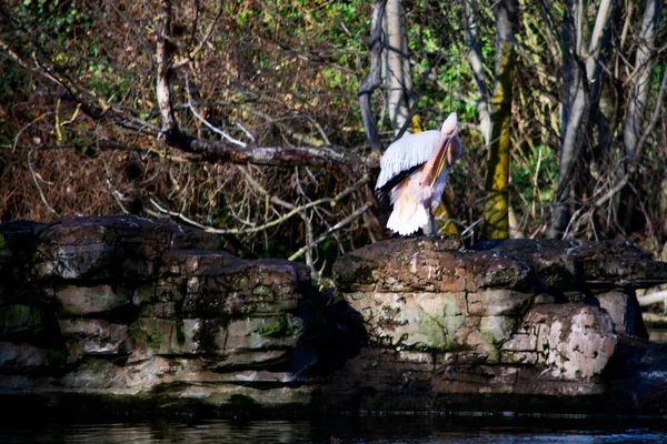 Pelican Sitting Stone —  Fotos de Stock