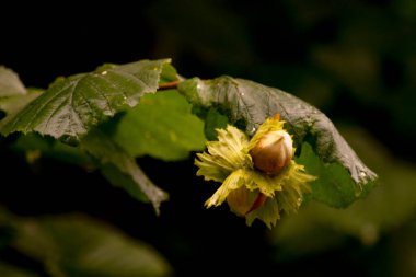 Parktaki ağaçta fındık