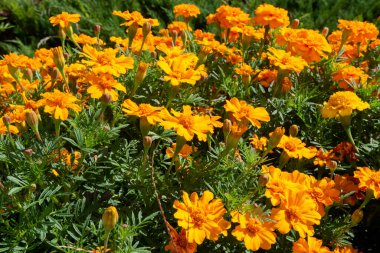 Yaz aylarında sarı çiçek