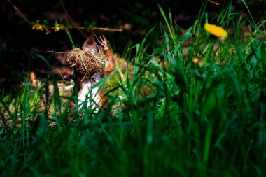 Şehir parkında kırmızı sincap